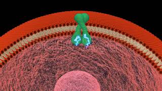 Activation of HER2 pathway during gastric cancer  Animated Atlas of Breast and Gastric Cancer [upl. by Kenney]