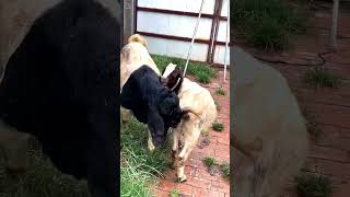 good enjoy short morning goats village life 146 [upl. by Nae]