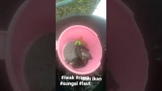 ikan sepat hasil nangkap pake hancu tradisional fishing ikan [upl. by Gibun]