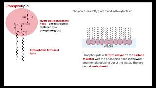 Lipids OCR A ALevel Biology Revision Module 2 Biological Molecules [upl. by Susann675]