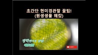 초등과학 실험515 해캄 마디가 있나 프레파라트 만들기 꿀팁 광학현미경 관찰 Spirogyra microscopic observation과학 실험 놀이 [upl. by Atsilac]