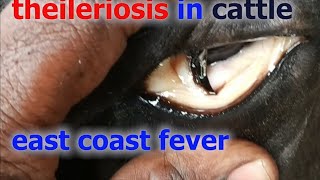 theileriosis in cattle how it cause anemia and deaths how vet treated ampsavedpreventiontick fever [upl. by Hamid280]