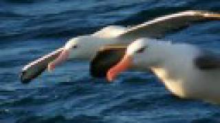 GIANT ALBATROSS OF THE SOUTHERN OCEANS [upl. by Eulau]