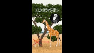 La teoría evolutiva de DARWIN SELECCIÓN NATURAL [upl. by Ahsie]