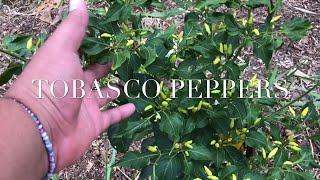 Growing TOBASCO PEPPERS  CAPSICUM FRUTESCENS seedmature trees [upl. by Locin161]