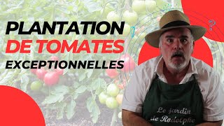 Les 6 méthodes de culture des tomates à connaître absolument [upl. by Lirva]