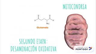 Transaminación y Desaminación Oxidativa [upl. by Besnard]