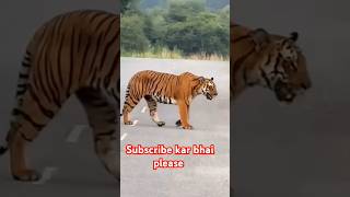 Aaj dharti fat ga😱tiger funny souravjoshivlogs viralvideo trending piyushjoshigaming [upl. by River]