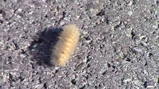 Wooly Bear Caterpillars predict weather [upl. by Angelique]