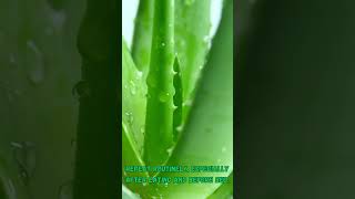 Aloe Vera Gel For Mouth Ulcers 4 Comprehensive Benefits [upl. by Wulfe]