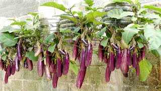 No need for a garden grow eggplant at home with many fruits and high yield [upl. by Allard]