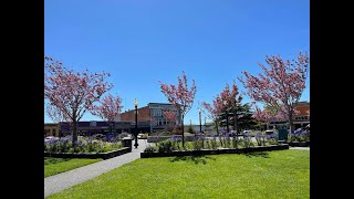 Arcata Plaza In Bloom In Northern California [upl. by Mccafferty]