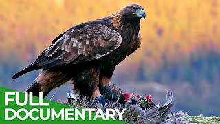 The Golden Eagle  Master of the Sky  Free Documentary Nature [upl. by Anirdua997]