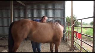 Teaching Your Horse The Belly Lift Stretch [upl. by Michella]