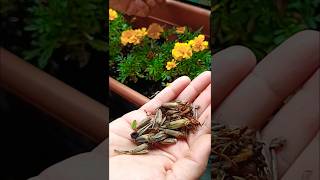 Marigold seeds collection marigold marigoldplant seeds balconygarden flowers viralvideo [upl. by Yniar236]