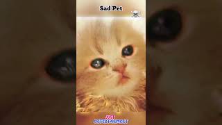 Sad pet ☠☠☠ troll trollface trendingshorts [upl. by Ycrem]