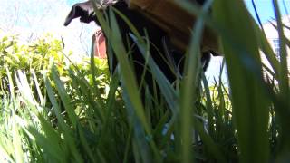 Thor grazing grass  then throwing up [upl. by Betsy365]