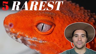 Top 5 Rarest Leopard Gecko  MORPHS [upl. by Eilsel]