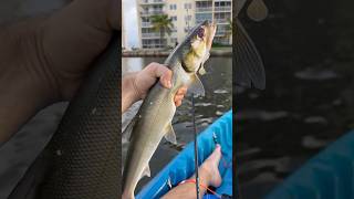 Catching a Ladyfish from My Kayak 🎣 [upl. by Landa]