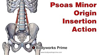 Psoas Minor Anatomy Origin Insertion and Action [upl. by Elleirol]