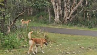 Dingoes in the wild Mungo Brush [upl. by Ardnalak]