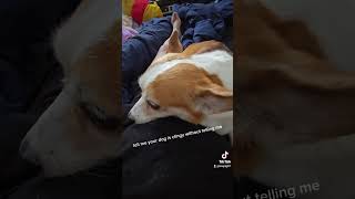 Clingy doggo Help numi get 500 followers corgi dog funny fyp [upl. by Paluas19]