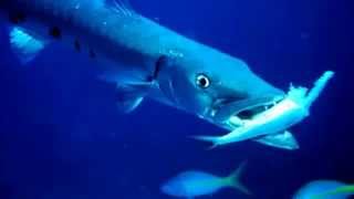 Barracuda Facts 10 facts about Barracudas [upl. by Dloreh]