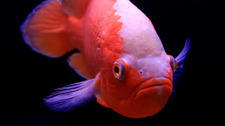 The Oscar Fish quotAstronotus ocellatusquot  One of the Worlds Most Popular Cichlids [upl. by Neri]