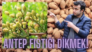 ANTEP FISTIĞI DİKMEK Antep Fıstığı Nasıl Yetişir [upl. by Ellehsad]