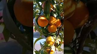 Mandarin Tree 🍊 Tangerine tangerine tree citrus shorts plants fruit nature δέντρο mandarin [upl. by Aelsel589]