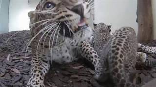 Sri Lankan Leopard Cubs at Burgers Zoo [upl. by Aimaj368]