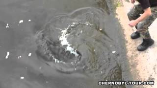 Chernobyl Mutations Fish in Pripyat River near Chernobyl Nuclear Power Plant [upl. by Nomma828]