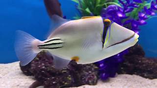 Picasso Triggerfish saltwater aquarium at LFS [upl. by Eppesiug]