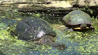 Snapper Vs Painted Turtle Size Comparison [upl. by Nailimixam]