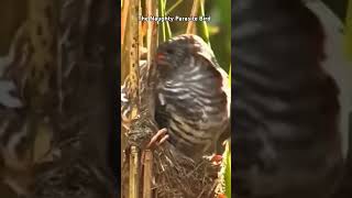 THESE PARASITE BIRD CHILDREN LOOK THRIMMING AND HEALTHY [upl. by Tracy311]