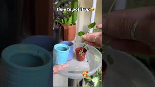 tiny plant repotting 🪴tinyplants repotting propagation pilea shortsfeed youtube ytshorts [upl. by Feledy862]