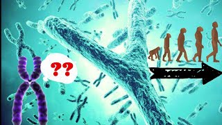 Why the Y Chromosome is Evolving Faster Than the X A Fascinating Discovery in Primates [upl. by Oizirbaf]