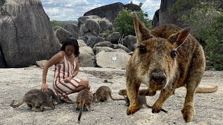 FEEDING ROCK WALLABIES IN THEIR NATURAL HABITAT 💚  MUMMY WALLABY WITH JOEY PEEKING FROM POUCH [upl. by Cozmo409]