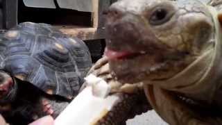 Hand feeding a cuttlebone to a Sulcata and a Redfooted tortoise [upl. by Enineg]