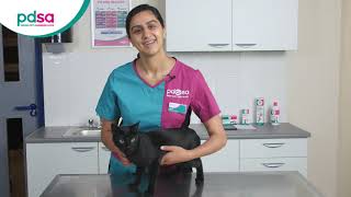 How To Apply A Spot On Flea Treatment For Your Cat PDSA Petwise Pet Health Hub [upl. by Wallinga]