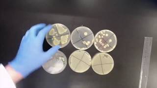 Natural Selection Bacterial Antibiotic Resistant Experiment [upl. by Ecirtram]