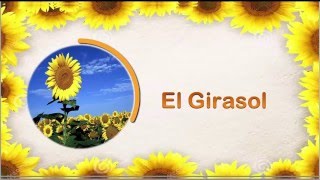 El Girasol [upl. by Ecirahs]