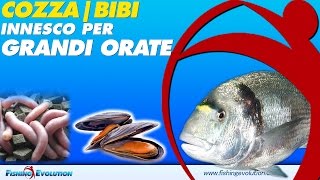 SurfCasting  Innesco Combinato Cozza amp Bibi per pescare Grandi Orate [upl. by Engelbert]