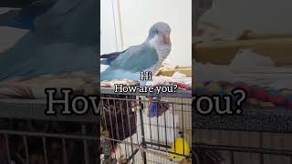 Quaker Parrot talking and asking how are you speakingparrot [upl. by Candless941]