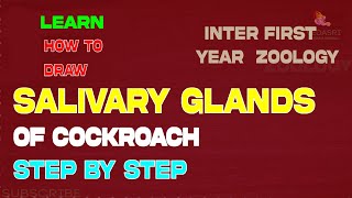 SALIVARY GLANDS OF COCKROACH DRAWING TS INTERMEDIATE ZOOLOGY [upl. by Vaden]