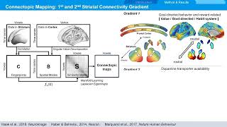 OHBM 2023  2990  Talk  Han Byul Cho  Transdiagnostic mapping of striatal connectivity and beha… [upl. by Gambell]