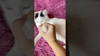 How easy it is to trim the claws of a cat cats catshorts cat [upl. by Hatnamas]