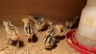 Week Old Ringneck Pheasant Chicks [upl. by Sulakcin155]