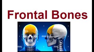 The Frontal Bone  A Protective Shield  2024 [upl. by Aila]