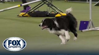 Kaboom the Border Collie wins third overall 24quot class at 2022 WKC Masters Agility  FOX SPORTS [upl. by Napra12]